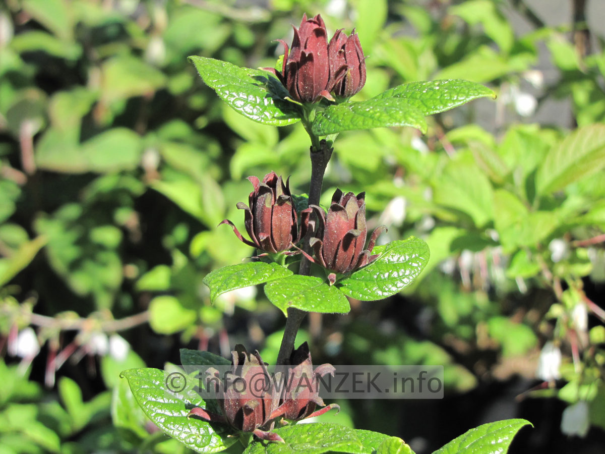 Calycanthus floridus - Bluetenmacro03.JPG